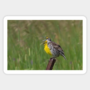 An Eastern Song - Eastern Meadowlark Sticker